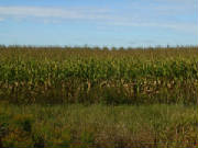 fallcornfield.jpg